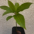 Live HASS Avocado Trees Plants Seedlings, 7 Months Old, Well Rooted HASS Avocado Plants Trees in 4 Inc Pot for Planting, Cold Hardy