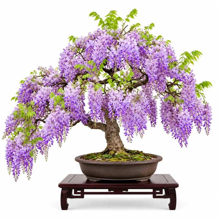 2 Purple Wisteria Plant Live, Climbing Vine, in Pots, 6-12 Inch Tall