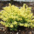 Glow Holly Plant Live in 4 Inch Pot, Japanese Holly Bush Live Plant for Planting, Winterberry Holly Shrub