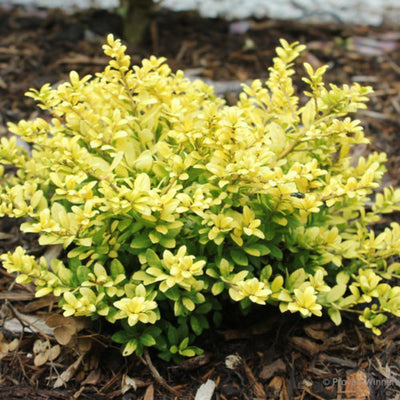 Glow Holly Plant Live in 4 Inch Pot, Japanese Holly Bush Live Plant for Planting, Winterberry Holly Shrub