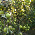 Green Apple Tree Live Plant, 2-3 Feet Tall Fruit Tree