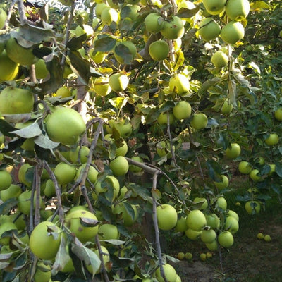 Green Apple Tree Live Plant, 2-3 Feet Tall Fruit Tree