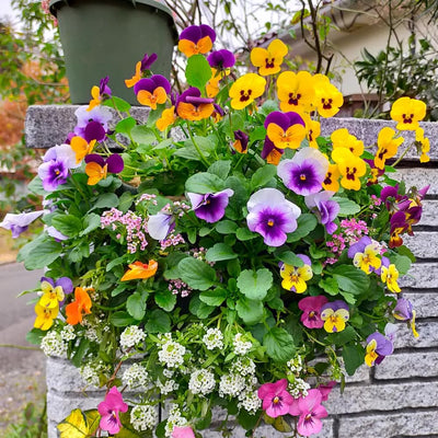 2 Mix Pansy Plants 3-5 Inches, Colorful Flowering Annual, Pansies Flower Well Rooted in 4'' Pot, Outdoor Garden Planting