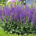 Violet Blue Purple Sage Live Plant, Salvia Plant Live Herb for Grow Indoors Outdoor in 3 Inch Pot