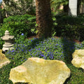 Set of 2 Live Evolvulus Blue Daze Plants, Flowering Ground Cover, 4–6 Inch Tall, Suitable for Indoor Outdoor Garden