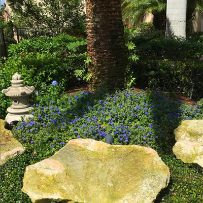 Set of 2 Live Evolvulus Blue Daze Plants, Flowering Ground Cover, 4–6 Inch Tall, Suitable for Indoor Outdoor Garden