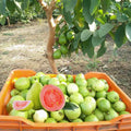 8 Months Old Pink Guava Trees Live Plants for Growing, 6-12 Inch in Tall, Fragrant and Cold Hardy Guava Seedlings Well Rooted, Outdoor Planting