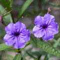 4 Mexican Petunia Live Plants 4–7 Inches Tall, Mexican Petunia Flowering Plants for Borders, Beds or Landscape (Blue Purple)
