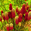 8 Zerumbet Zingiber Shampoo Ginger Roots Rhizomes, Awapuhi Fresh 9 Months Old Roots, Red Ginger Rhizomes Oudoor Planting, Pinecone Lily Ginger Flowers Cold Hardy
