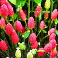 5 Shampoo Ginger Rhizomes, Live Awapuhi Ginger Roots for Planting, Zingiber Zerumbet Pinecone Ginger