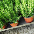 3 Rosemary Plants Live, Herb Plants, 3 Inc to 6 Inc Tall, Rosemary Live Plant Indoor and Outdoor
