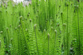 Fern Live Plant Indoors, 10 Cinnamon Fern Plants Live, 3 to 4 Inc Tall, 10 Bare Roots, No Plant