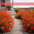 Red Coreopsis Plant Live, 3-5 Inch Tall, Hardy Red Tickseed Flower Plant, Flowering Perennial Garden and Patio, No Pot