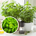 4 Live Basil Plants Sweet Basil Plants Live from 4 to 6 Inc Tall, Basil Plant Live Pot