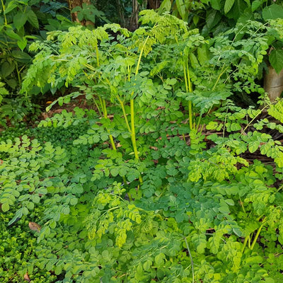 2 Moringa Trees Plants Live for Planting, Oleifera Moringa Live Tree, Well Rooted, No Pot, Drumstick Horseradish Tree, 6 to 10 Inches