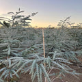 Baby Blue Eucalyptus Plant Live, Eucalyptus Houseplant for Planting Indoor in 2.5'' Pot