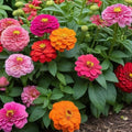 Zinnia Plant Live 4 Inch Pot, Zinnia Flowering Plant for Garden, Colorful Annual Flower Plant for Raised Beds, Patio Containers or Outdoor Growing, 4-8 Inches