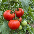 Big Tomato Live Plants, Red Tomato Plant 3-5" Tall