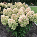White Pink to Green Hydrangea Live Plant 4" Pot, Hydrangea Shrub Flower Plants for Outdoor or Indoor Planting, Change Color Perennial Plant