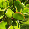 Jade Live Plant in 4" Pot, Crassula Succulents Plant, Compact Succulent Plants Live, 4-7 Inches Tall for Indoor Houseplant