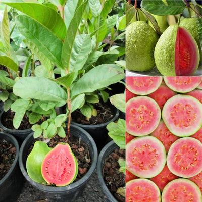 Guava Tree Live, Guava Fruit Plant in 4-Inch Pot, Sweet Tropical Guava Tree for Outdoor Garden and Container Growing (Pink Guava)