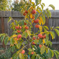 Japanese Persimmon Tree Live Plant, Edible Fruit Tree, 2 Ft Tall