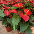 Red Anthurium Plant Live in 4 Inches Pot, Anthurium Live Plant, House Plant Live