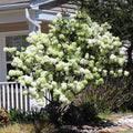Old Fashion Viburnum Plant Live for Planting, Snowball Viburnum Live Plant 6 to 10 Inches Tall, 4 Inch Pot