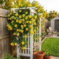 Set 2 Dwarf Allamanda Plants Live, 4-6 Inc Tall, Tropical Flowering Shrub, Yellow Blooms, Allamanda Plant for Patio, Trellis or Outdoor Garden