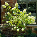 Hydrangea Plant Live for Planting, 7-12" Tall, Hydrangea Tree Live Plant in Pot, Hydrangea Flowers (Lime Hydrangea)