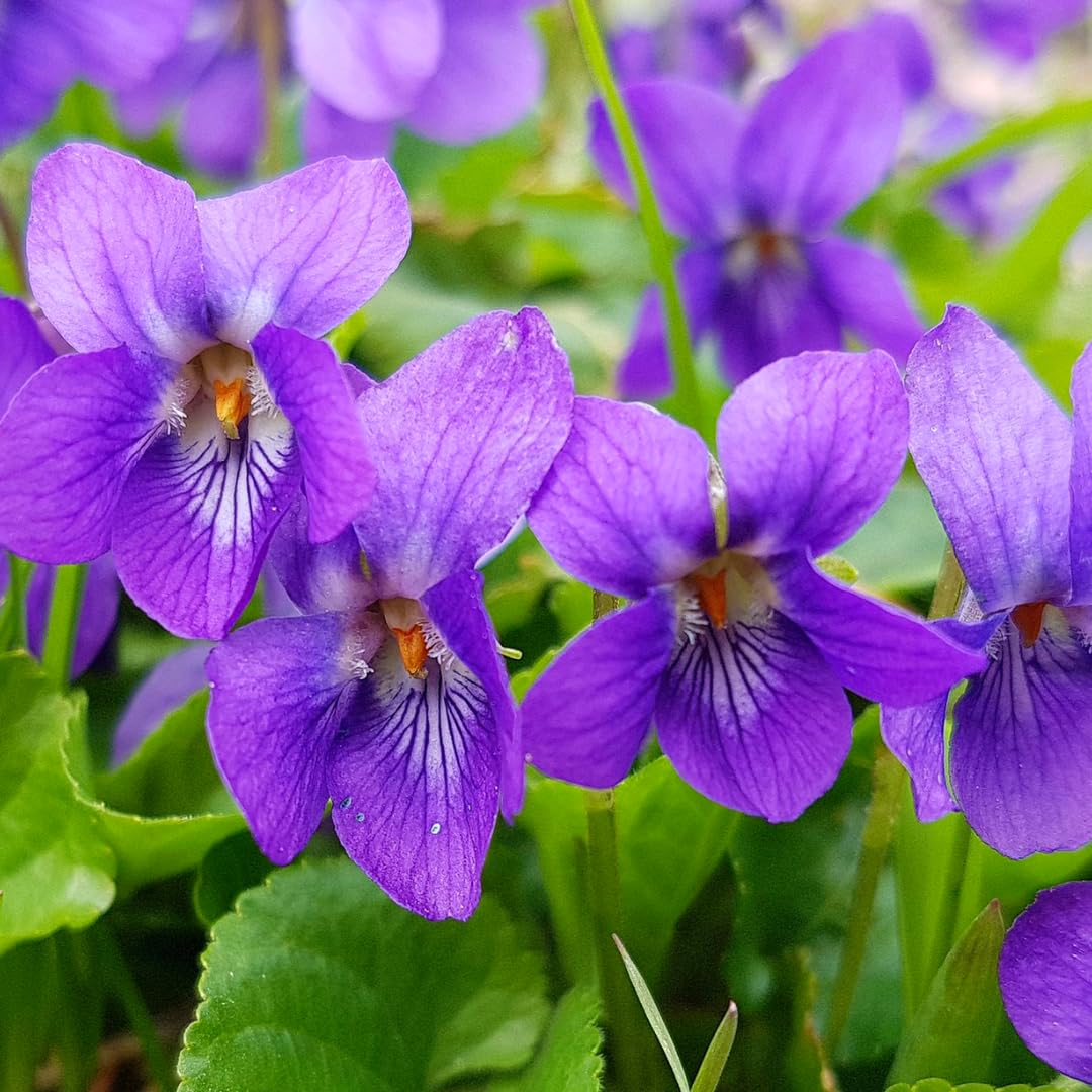 12 Common Blue Violet Live Plants, Viola Sororia Blue Purple Color for Growing, Ground Cover Plants, Bare Roots