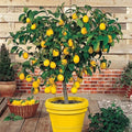 2 Starter Meyer Lemon Tree Live Plant Seedling, Small 1-2 Inches Yellow Lemon Lime Tree for Spring Planting, Very Hardy, Fragrant Citrus