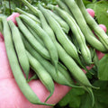 Bean Plant Live 4 Inch Pot, Starter Bean Plant for Garden, Compact Vegetable Plant for Raised Beds, Patio Containers or Outdoor Growing, 3-6 Inches (Bush Bean)