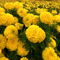 2 Marigold Live Plants, 3 to 5 Inc Long, Yellow Marigold Plants, Flower Plant Live Easy to Plant Outdoor Gardening