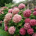 Blue Hydrangea Bush Live Plant, Hardy Flower Shrub, 1-1.5 Ft Tall