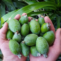 Pineapple Guava Live Plant, Sweet Tropical Fruit Plant 4–6 Inches Tall, Well Rooted, Ready to Grow