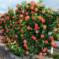 Live Apricot Orange-Pink Rose Bush Plant Live Shrub Rebloomer, Fragrant Rose Bushes Plant Live, Rose for Planting, Starter Size, 4 to 10 Inc Tall