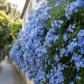 2 Blue Plumbago Live Plant 4-8 Inches Tall, Blue Plumbago Plants, Perennial Flowers Plants for Your Garden, No Pot
