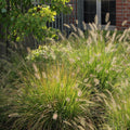 Hameln Dwarf Fountain Grass Plant Live to Grow in 4 Inc Pot, Dwarf Grass Live Plant for Planting, Ornamental Grass Plant