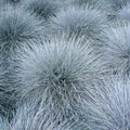 3 Pots 6 Plants Blue Fescue Grass Plants Live, Cold Hardy Ornamental Grass for Outdoor Home Décor