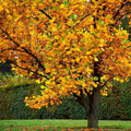 1 Tulip Poplar Tree Live Plant for Planting in Quart Pot, 8-14 Inch Tall, Hybrid Tulip Poplar Seedling to Grow, Yellow Poplar Plant Live