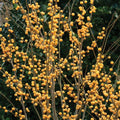 Gold Winterberry Holly Plant in 4 Inch Pot Yellow Gold Winter Berry Starter Plant
