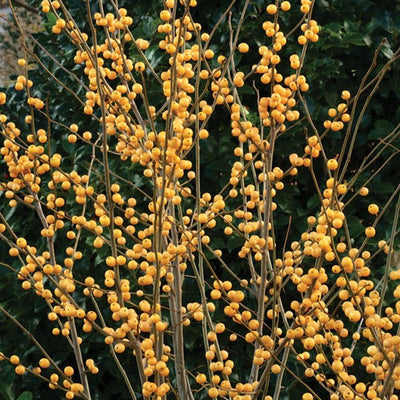 Gold Winterberry Holly Plant in 4 Inch Pot Yellow Gold Winter Berry Starter Plant