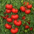 2PPP Beefsteak Tomato Plants Live, Garden Vegetable Plant, 5-8'' Tall