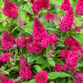 Butterfly Bush Plant, Fragrant Buddleia Shub, Spring-Flowering Butterfly Bush 5-8 Inches (Pink)