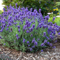 Pink Purple Lavender Herb Live Plants, French Lavender Well Rooted Plugs, Perennial Flowers 3-6 Inc Tall
