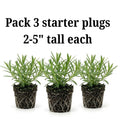 Set 3 French Tarragon Plants, 2-5 Inch Tall Tarragon Starter Plants, Live Herbs Plant for Garden