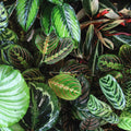 2 Rare Prayer Plants Live, Hardy Prayer Plants Live House Plant for Indoor Spaces, 3-5 Inch Height, Maranta Plant in 3'' Pot, Well-Rooted