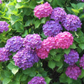 Deep Purple Blue to Red Pink Flower Hydrangea Plant Live 4" Pot, Hydrangea Shrub Flower Plants for Outdoor or Indoor Planting, Change Color Perennial Plant