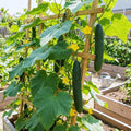 2 Cucumber Plants Live Outdoor, 4-7'' Long, Vine Vegetable Starter Plant